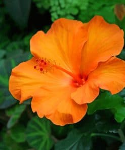 Orange Hibiscus Flower paint by numbers