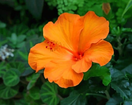 Orange Hibiscus Flower paint by numbers