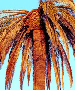 Palm Tree Under Blue Sky paint by numbers