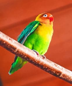 Parrot Fischer's Lovebird paint by numbers