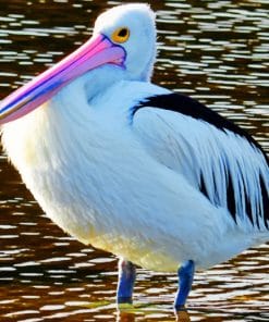 Pelican Bird In Water paint by numbers