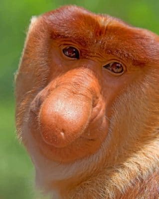 Proboscis Monkey Face paint by numbers