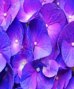 Purple Hydrangea Paint By Numbers