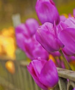 Purple Tulips Blooms paint by numbers