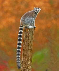 Raccoon Animal With Big Tail paint by numbers