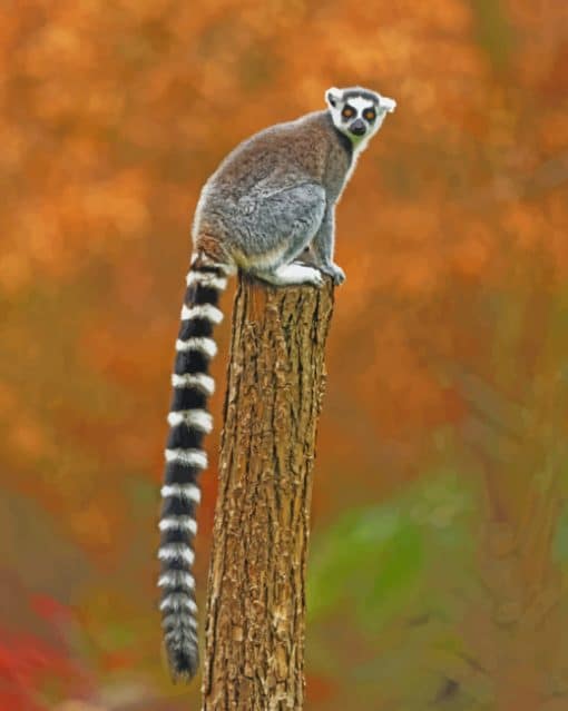 Raccoon Animal With Big Tail paint by numbers