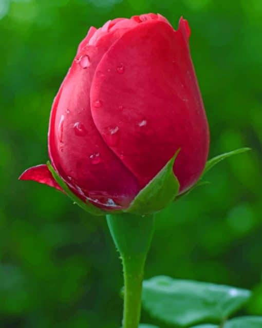 Red Tulip Rose paint by numbers