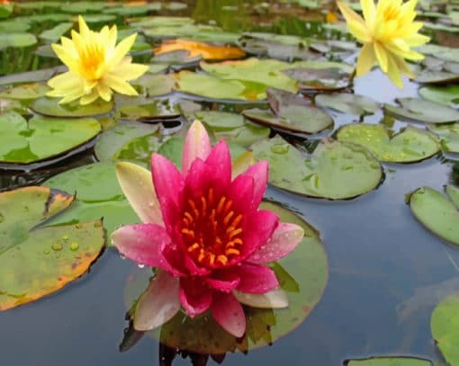 River Water Flowers paint by numbers