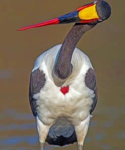 Saddle Billed Stork paint by numbers