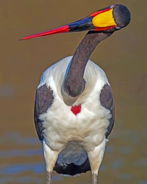 Saddle Billed Stork paint by numbers