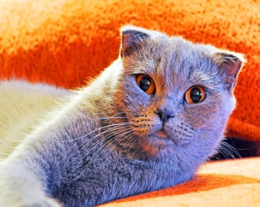 Scottish Fold Cat paint by numbers