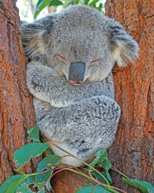 Sleepy Cute Gray Koala Paint By Numbers