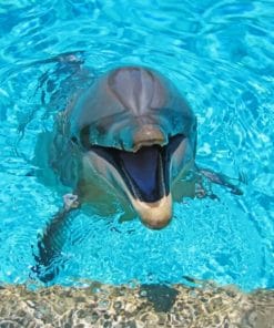 Smiling Cute Dolphins Paint By Numbers