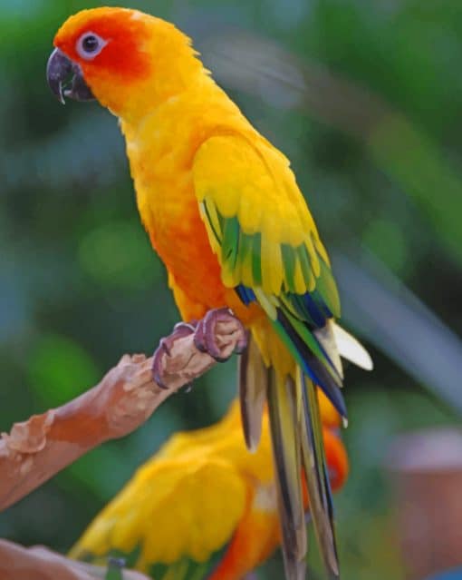 Sulphur Breasted Parakeet Parrot paint by numbers