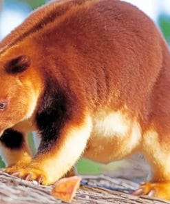 Tree Kangaroo New Guinea paint by numbers