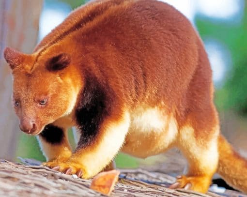 Tree Kangaroo New Guinea paint by numbers