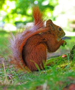 Tree Squirrel Eating paint by numbers