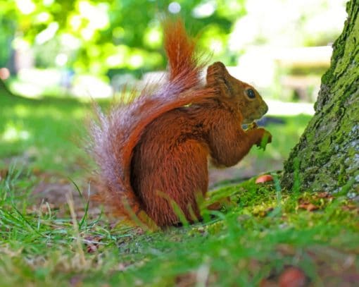 Tree Squirrel Eating paint by numbers