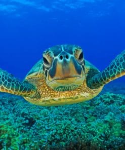 Under Water Swimming Turtle Paint By Numbers