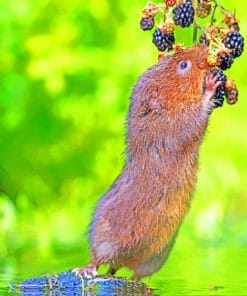 Water Rat Eating Blackberry paint by numbers