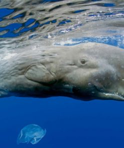 Whale In Ocean Water paint by numbers