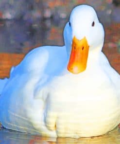 White Duck Bird paint by numbers