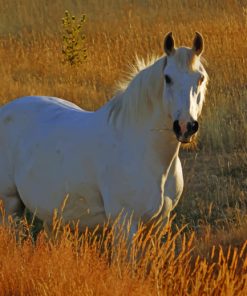 White Horse in Pasture paint by numbers