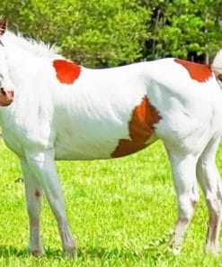 White And Brown Horse Animal paint by numbers