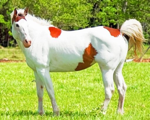 White And Brown Horse Animal paint by numbers