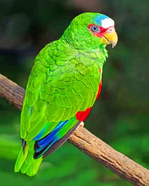 White Fronted Amazon paint by numbers