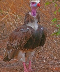 White Headed Vulture paint by numnbers