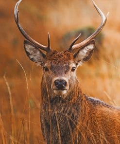 Wild Deer In Zoo paint by numbers