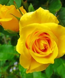 Yellow Roses Blooms paint by numbers