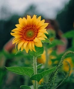 Yellow Sunflower Plant paint by numbers