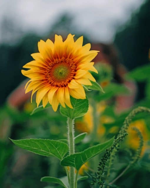 Yellow Sunflower Plant paint by numbers