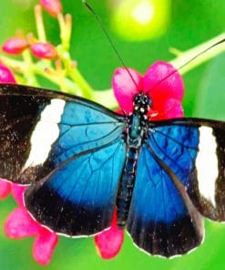 Zebra Longwing Butterfly paint by numbers