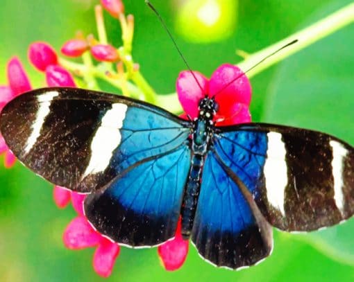 Zebra Longwing Butterfly paint by numbers