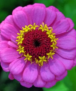 Zinnia Purple Flower paint by numbers