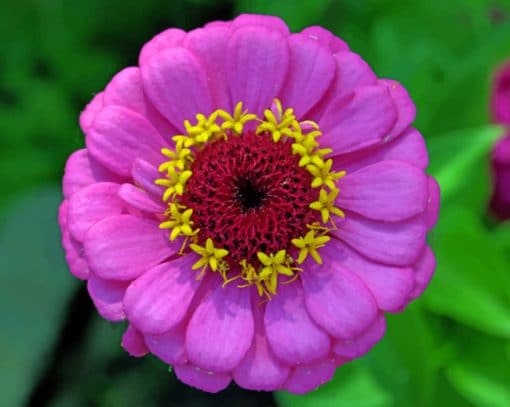 Zinnia Purple Flower paint by numbers