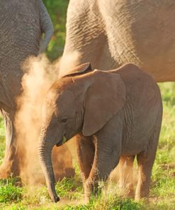 Baby African Elephant paint by numbers