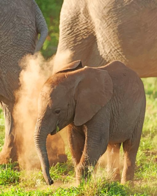 Baby African Elephant paint by numbers