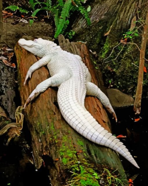 Albino Crocodile On Tree paint by numbers