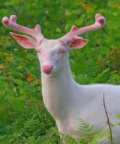 Albino Deer paint by numbers