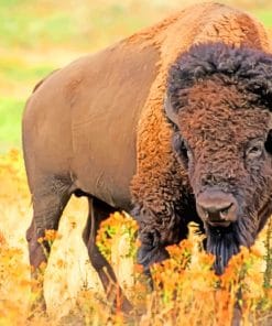 American Bison Animal paint by numbers