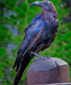 American Crow paint by numbers