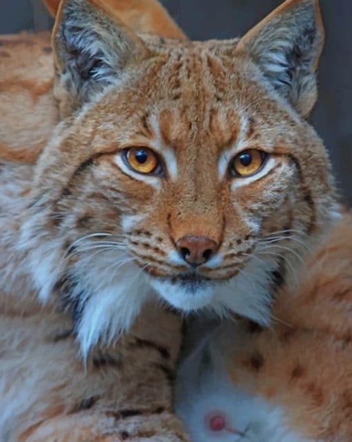 American Lynx paint by numbers