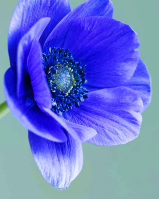 Anemone Flower paint by numbers