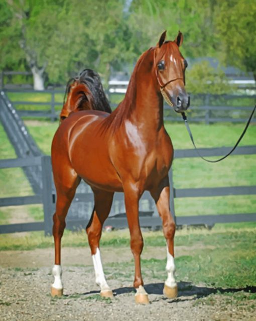 Arabian Brown Horse paint by numbers