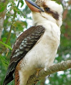 Australian Birds kookaburra paint by numbers