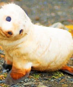 Baby White Seal paint by numbers